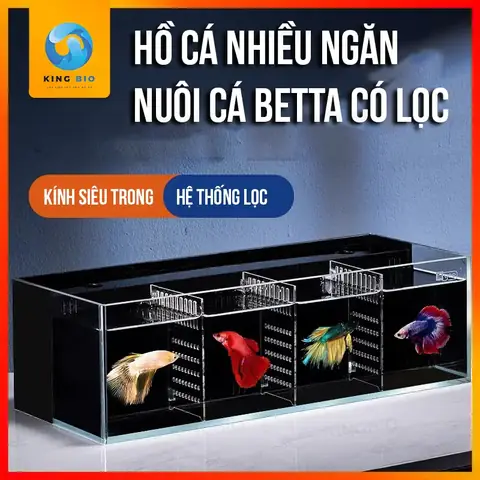 Bể Cá Betta 5 Ngăn