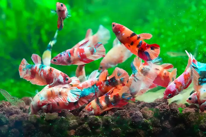 Bể Cá Betta Thủy Sinh Bể Cá Betta Thủy Sinh
