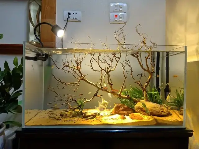 Bể Cá Biotop Là Gì
