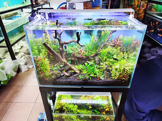 Bể Cá Cảnh 60x40x40 Bể Cá Cảnh 60x40x40