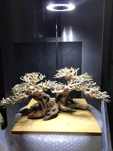 Bể Cá Cảnh Bonsai