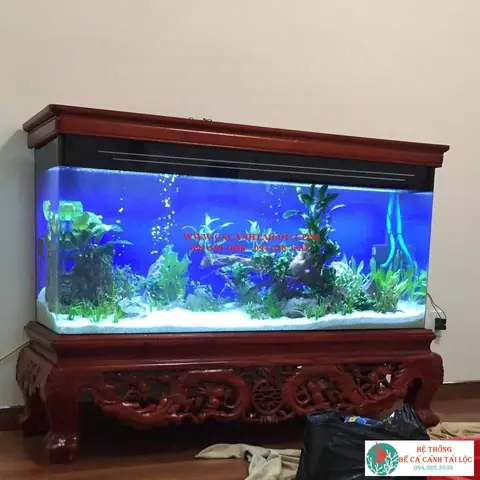 Bể Cá Cảnh Đúc Chân Quỳ Bể Cá Cảnh Đúc Chân Quỳ