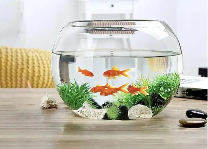 Bể Cá Cảnh Hình Tròn Bể Cá Cảnh Hình Tròn