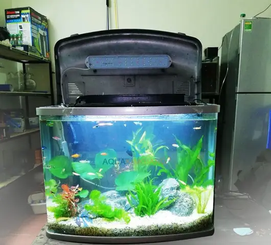 Bể Cá Cảnh Kính Đúc Bể Cá Cảnh Kính Đúc