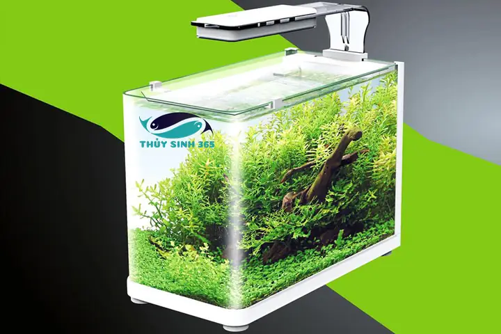 Bể Cá Cảnh Nhập Khẩu Bể Cá Cảnh Nhập Khẩu