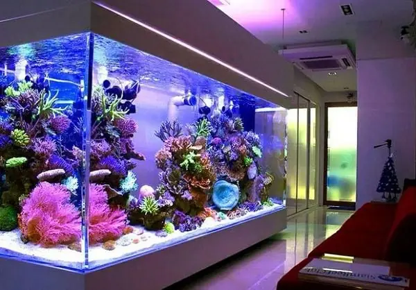 Bể Cá Cảnh Trong Nhà