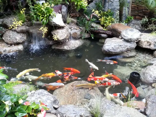 Bể Cá Chép Đẹp