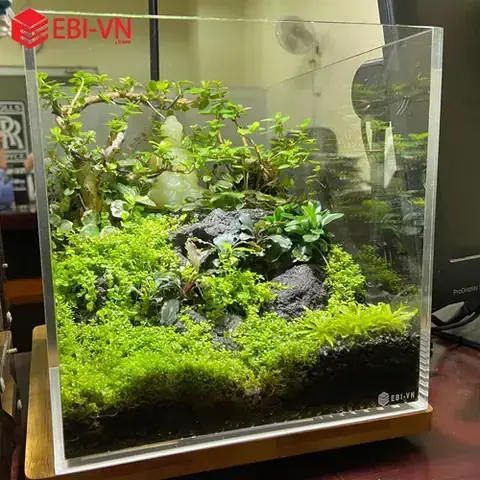 Bể Cá Cubic Là Gì
