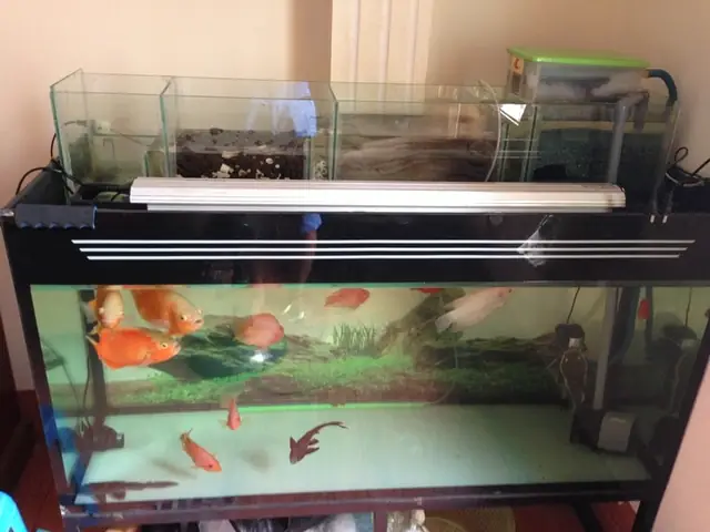 Bể Cá Dài 80cm Bể Cá Dài 80cm