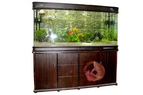 Bể Cá Đúc 1m5 Bể Cá Đúc 1m5