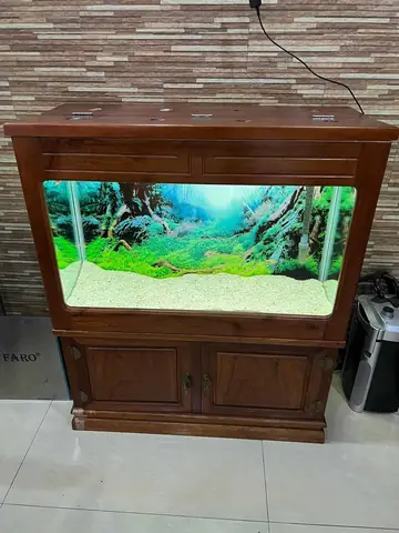 Bể Cá Gia Đình