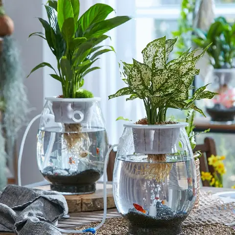 Bể Cá Kết Hợp Chậu Trồng Cây Bể Cá Kết Hợp Chậu Trồng Cây