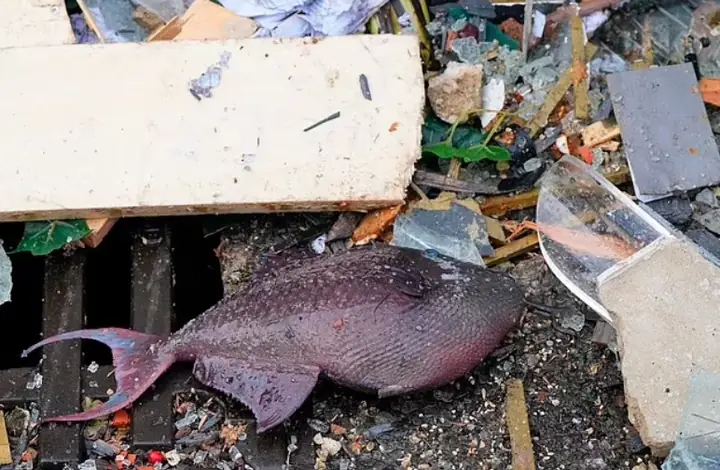 Bể Cá Khổng Lồ Bể Cá Khổng Lồ