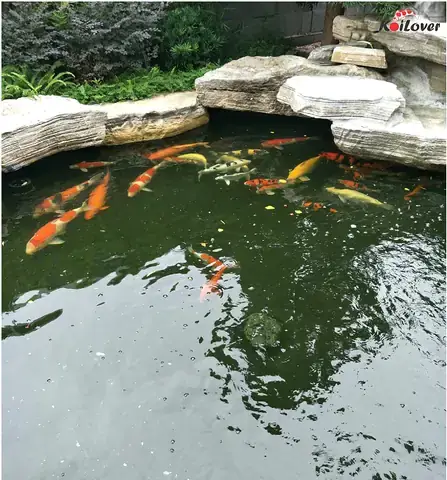 Bể Cá Koi Bị Đục