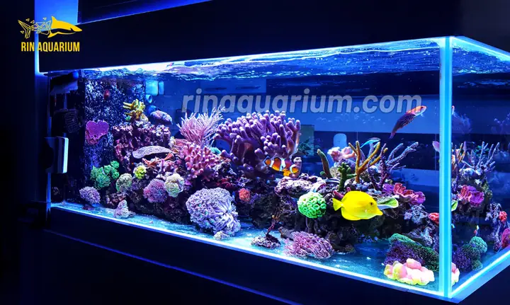 Bể Cá Nước Biển Bể Cá Nước Biển