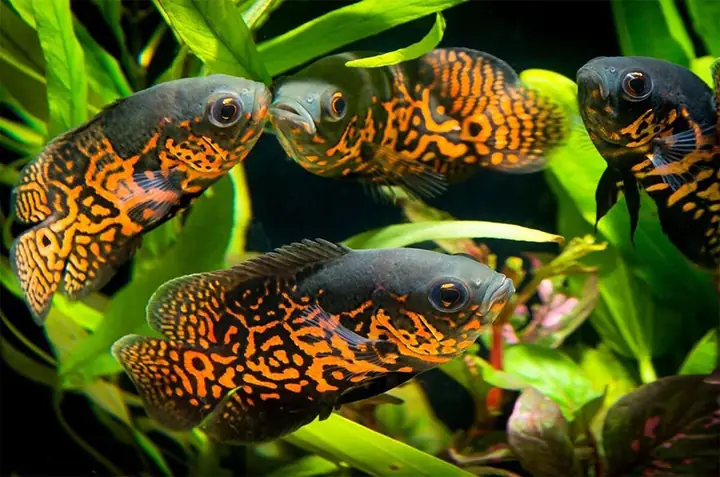 Bể Cá Tai Tượng Đẹp