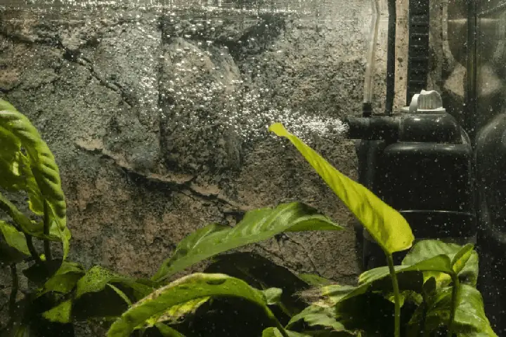Bể Cá Thừa Oxy Bể Cá Thừa Oxy