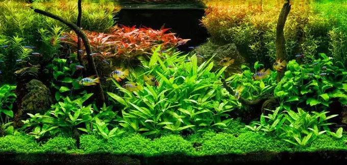 Bể Cá Thủy Sinh Đẹp Nhất Thế Giới