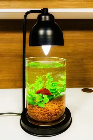 Bể Cá Thủy Tinh Mini Bể Cá Thủy Tinh Mini
