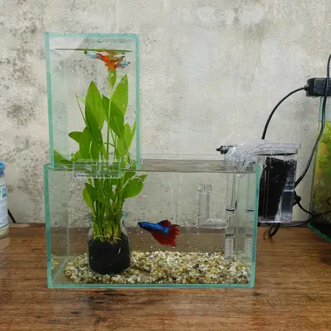Bể Cá Úp Ngược