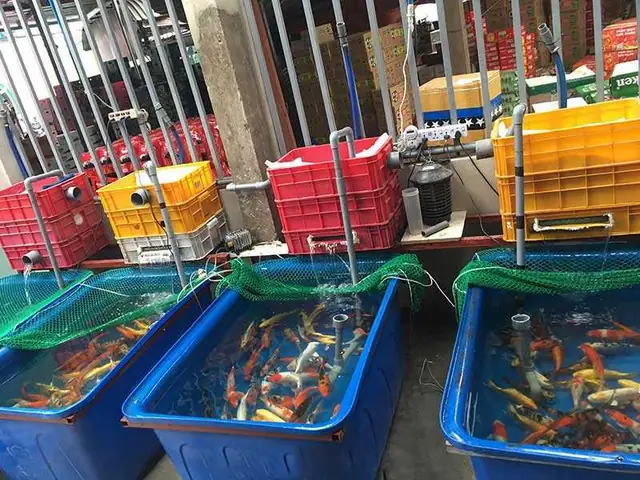 Bể Nhựa Nuôi Cá Cảnh Bể Nhựa Nuôi Cá Cảnh