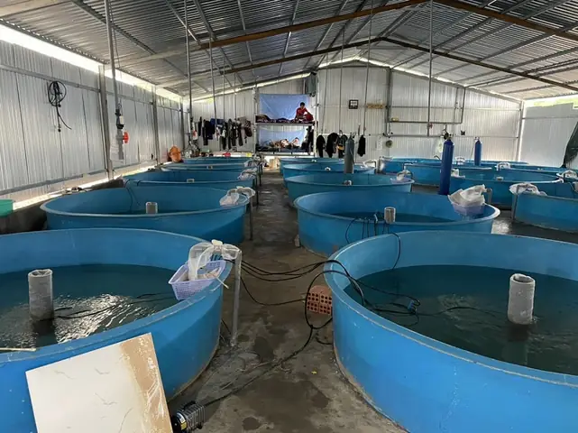 Bể Nuôi Cá Bằng Composite Bể Nuôi Cá Bằng Composite