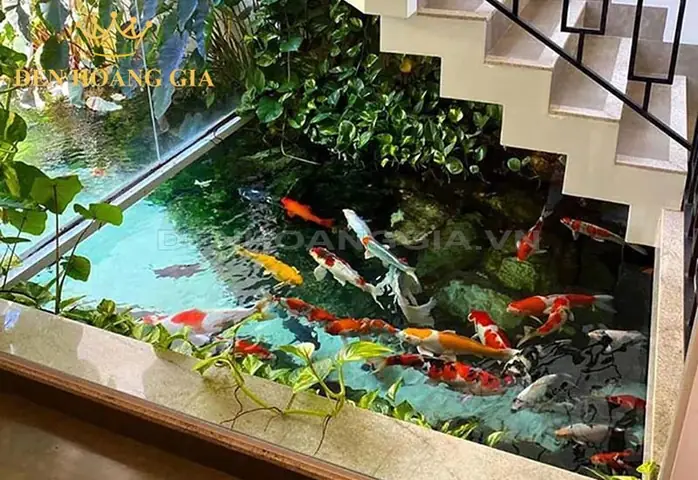 Bể Nuôi Cá Koi Trong Nhà Bể Nuôi Cá Koi Trong Nhà