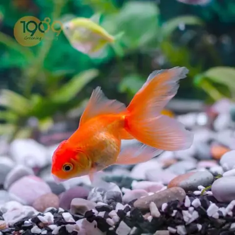 Bể Nuôi Cá Vàng Đẹp