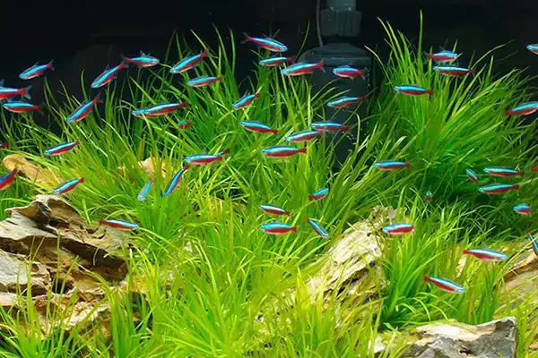 Bể Thủy Sinh Mini Nên Nuôi Cá Gì Bể Thủy Sinh Mini Nên Nuôi Cá Gì