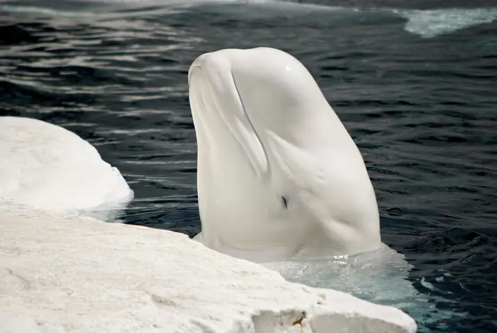 Beluga Là Cá Gì