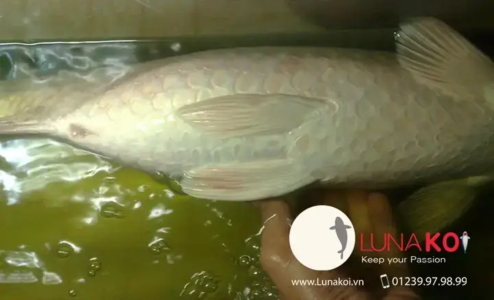 Bệnh Bong Bóng Cá Koi