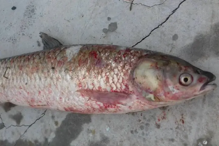 Bệnh Đốm Đỏ Ở Cá Trắm Cỏ