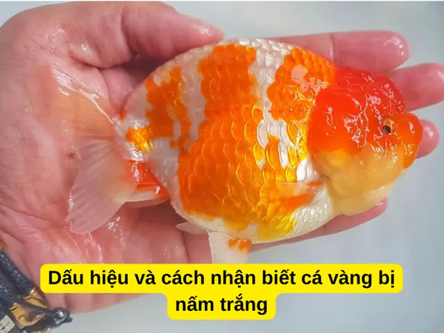 Bệnh Đốm Trắng Ở Cá Vàng