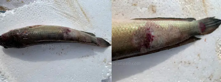 Bệnh Lở Loét Trên Cá Lóc