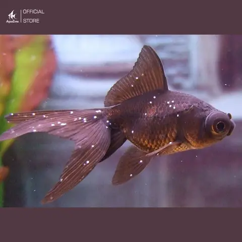 Bệnh Nấm Ở Cá