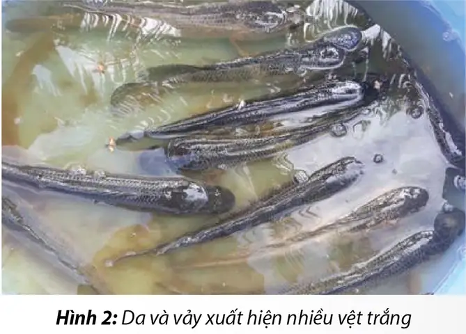 Bệnh Trắng Da Trên Cá Lóc Bệnh Trắng Da Trên Cá Lóc