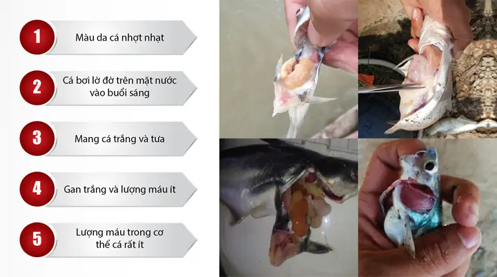 Bệnh Trắng Gan Trắng Mang Trên Cá Tra Bệnh Trắng Gan Trắng Mang Trên Cá Tra