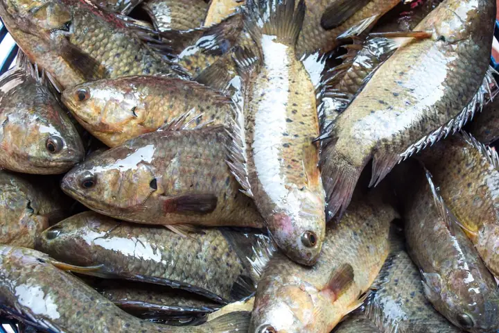 Bệnh Trên Cá Rô Đồng Bệnh Trên Cá Rô Đồng