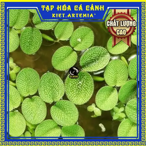 Bèo Nhật Nuôi Cá