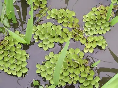 Bèo Nuôi Cá Cảnh