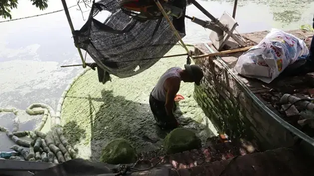 Bèo Tấm Cho Cá