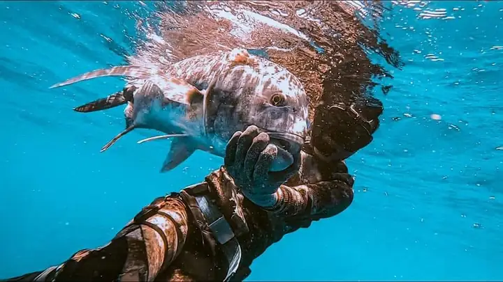 Bị Cá Mặt Quỷ Đâm