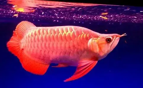 Biểu Hiện Cá Rồng Bị Sốc Nước