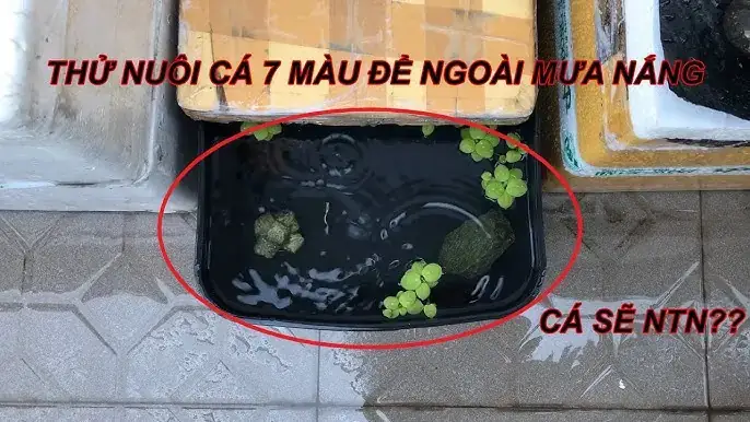 Bỏ Muối Vào Hồ Cá Bảy Màu