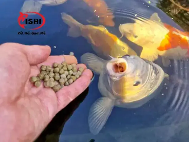 Bổ Sung Vitamin C Cho Cá Koi Bổ Sung Vitamin C Cho Cá Koi