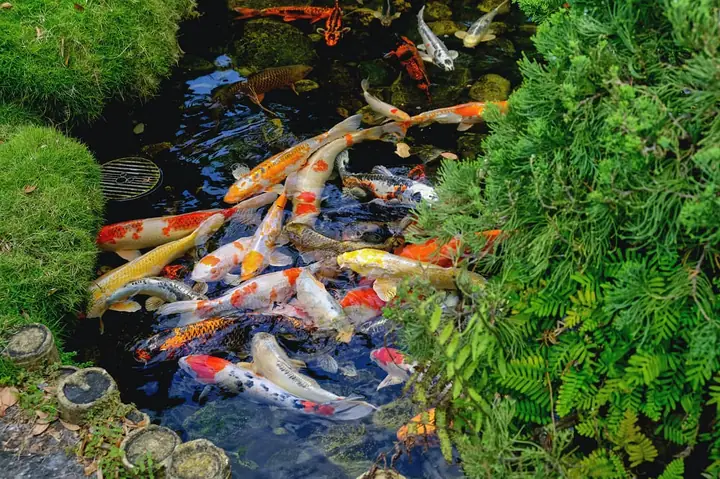 Bổ Sung Vitamin Cho Cá Koi Bổ Sung Vitamin Cho Cá Koi