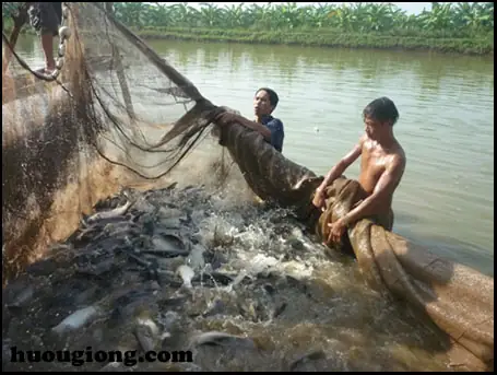 Bón Đạm Cho Ao Cá