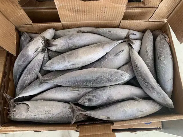Bonito Là Cá Gì