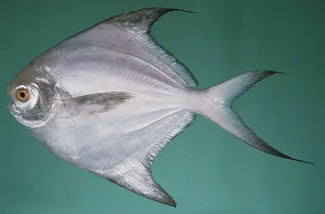 Butterfish Là Cá Gì Butterfish Là Cá Gì