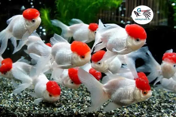 Cá 3 Đuôi Hạc Đỉnh Hồng Cá 3 Đuôi Hạc Đỉnh Hồng